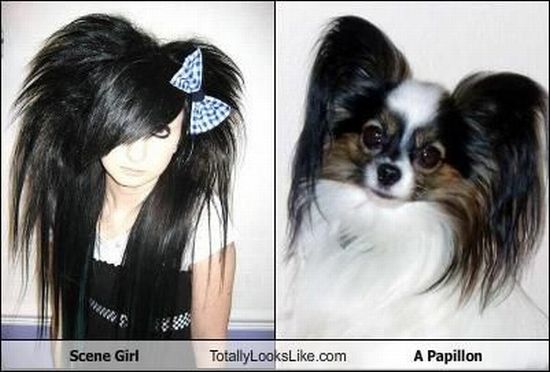 Totally Looks Like (95 pics)