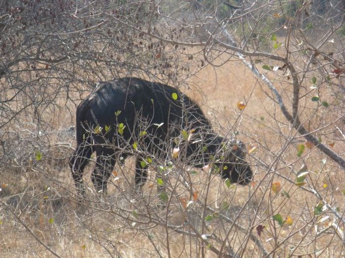 Lioness tries to eat a buffalo (26 pics)
