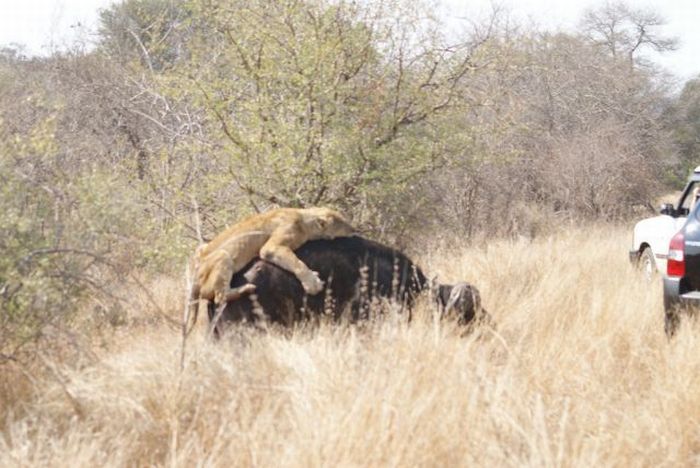 Lioness tries to eat a buffalo (26 pics)