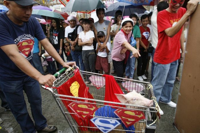 Pig Costume Festival in Philippines (7 pics)