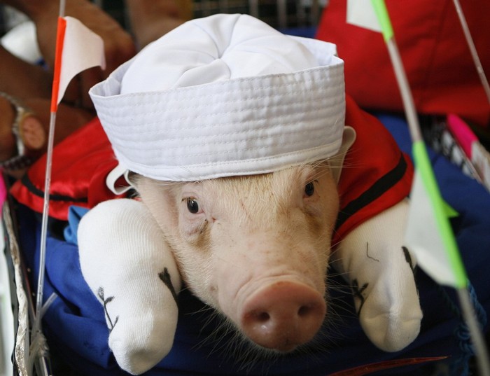 Pig Costume Festival in Philippines (7 pics)