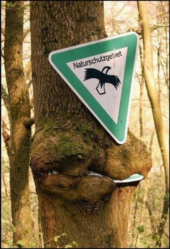 Trees can grow anywhere (38 pics)