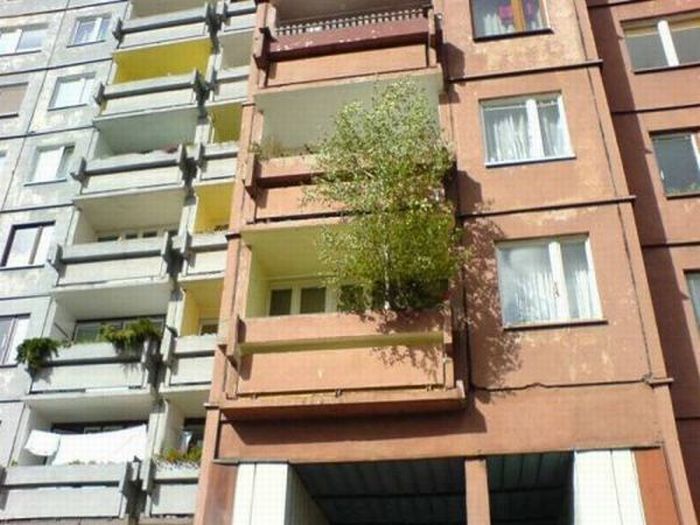 Trees can grow anywhere (38 pics)