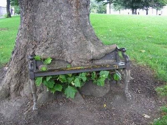 Trees can grow anywhere (38 pics)