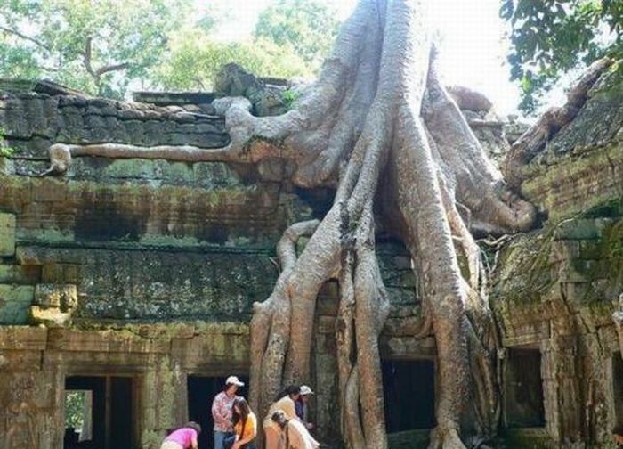 Trees can grow anywhere (38 pics)