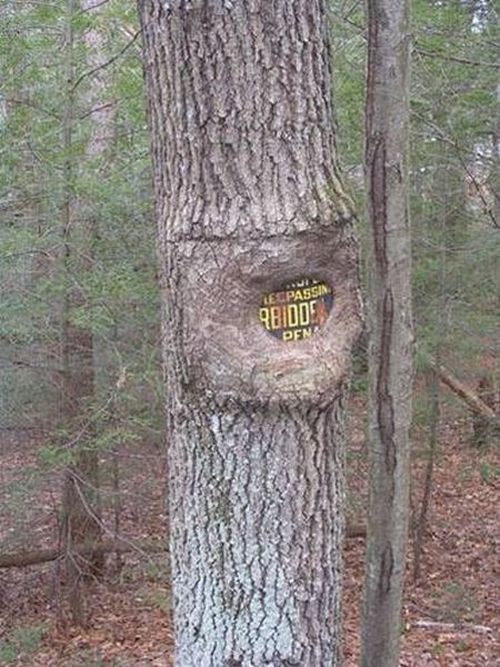 Trees can grow anywhere (38 pics)