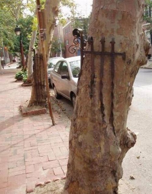 Trees can grow anywhere (38 pics)