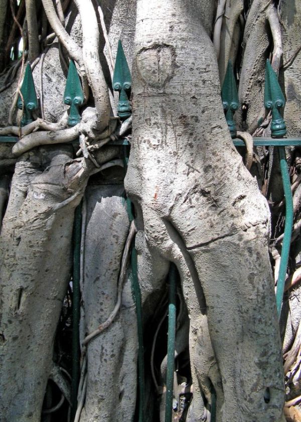 Trees can grow anywhere (38 pics)