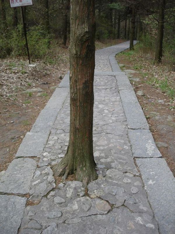Trees can grow anywhere (38 pics)