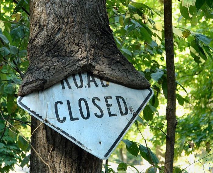 Trees can grow anywhere (38 pics)