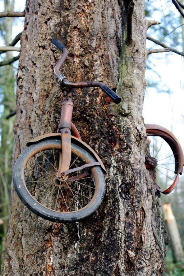 Trees can grow anywhere (38 pics)