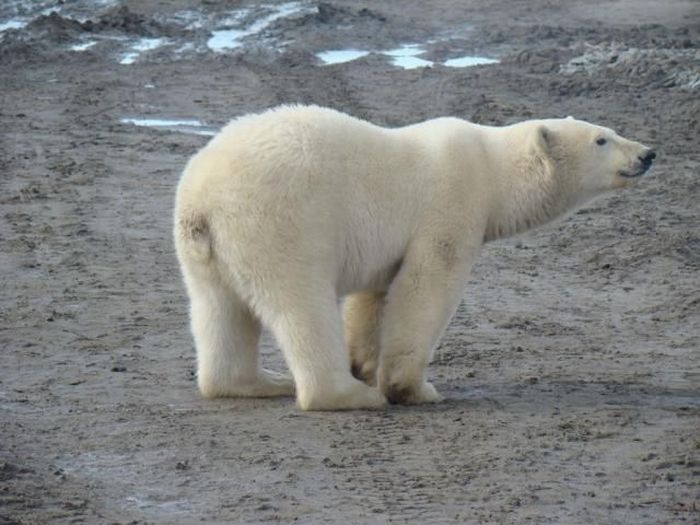 Polar bears visited a construction site (18 pics)