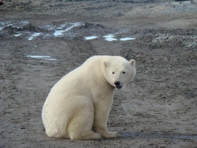 Polar bears visited a construction site (18 pics)