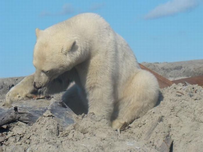 Polar bears visited a construction site (18 pics)