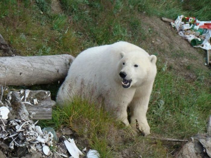 Polar bears visited a construction site (18 pics)