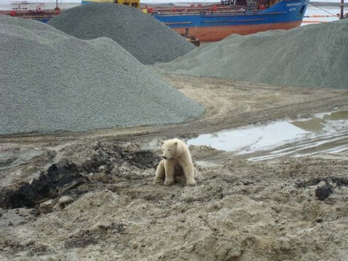 Polar bears visited a construction site (18 pics)