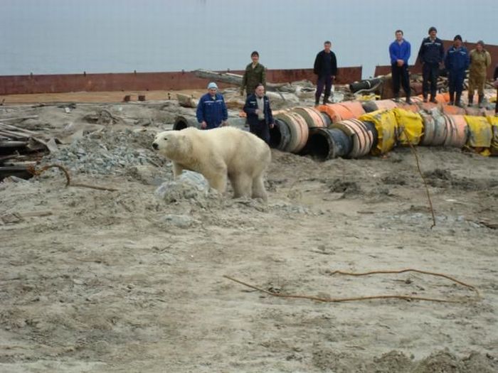 Polar bears visited a construction site (18 pics)