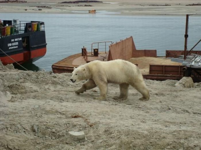 Polar bears visited a construction site (18 pics)