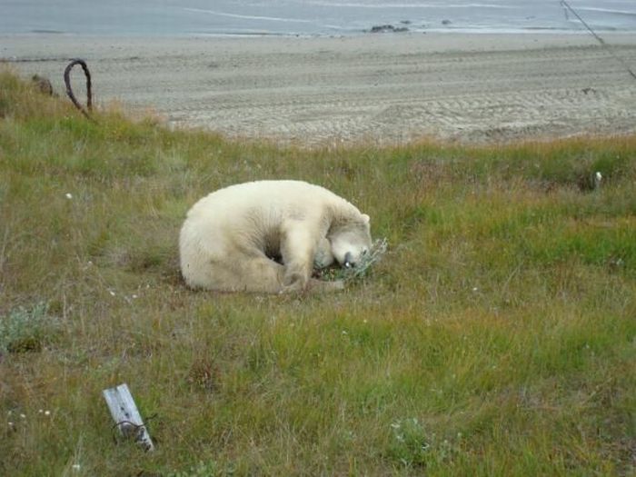 Polar bears visited a construction site (18 pics)