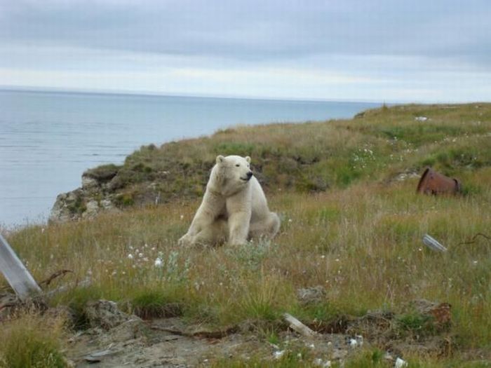 Polar bears visited a construction site (18 pics)