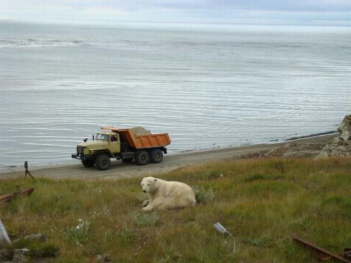 Polar bears visited a construction site (18 pics)