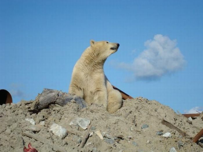 Polar bears visited a construction site (18 pics)