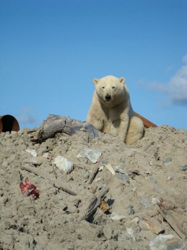 Polar bears visited a construction site (18 pics)