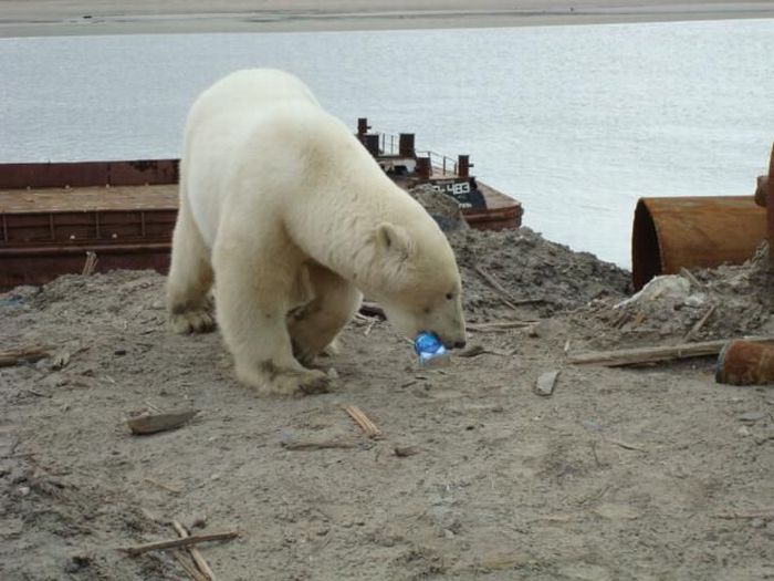 Polar bears visited a construction site (18 pics)