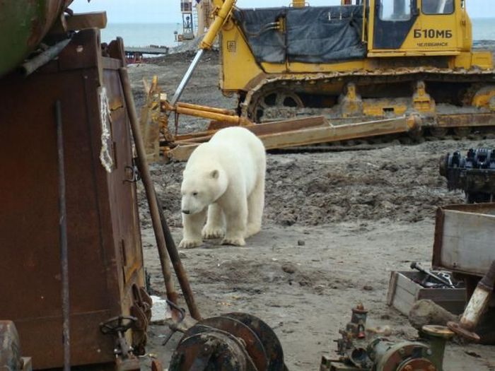 Polar bears visited a construction site (18 pics)