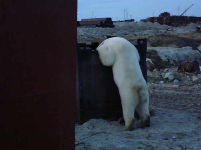 Polar bears visited a construction site (18 pics)