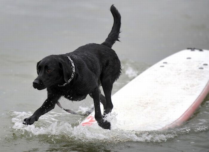 Surfing Dogs (17 pics)