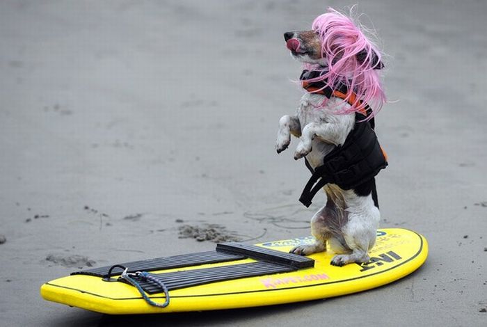 Surfing Dogs (17 pics)