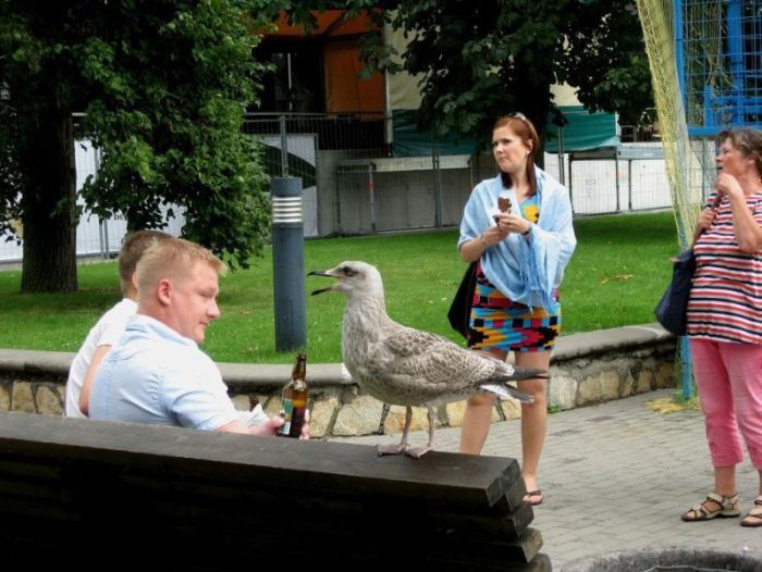 Acid picdump (96 pics)