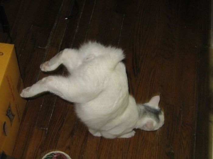 Acid picdump (96 pics)