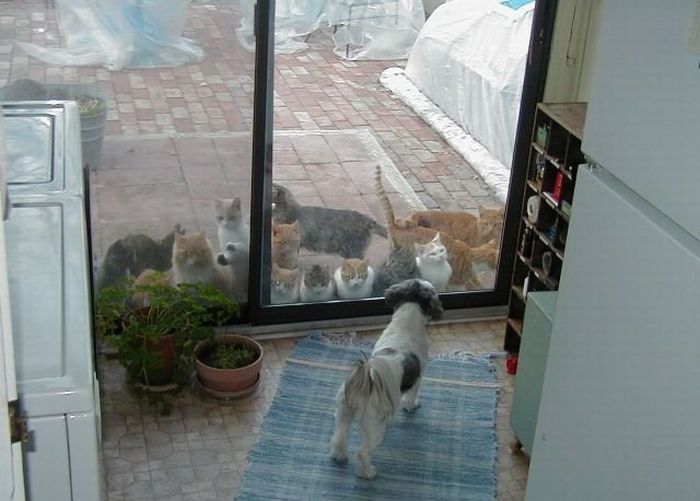 Acid picdump (96 pics)