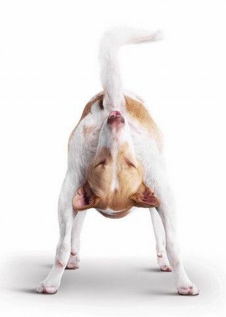 Acid picdump (96 pics)