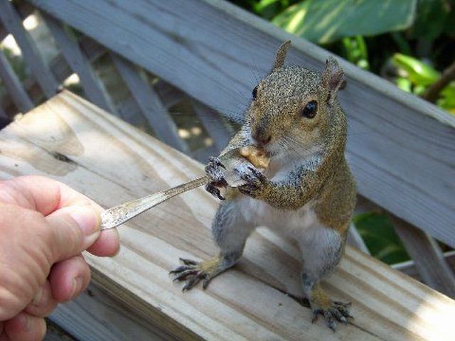 Acid picdump (96 pics)