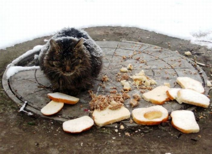 Acid picdump (96 pics)