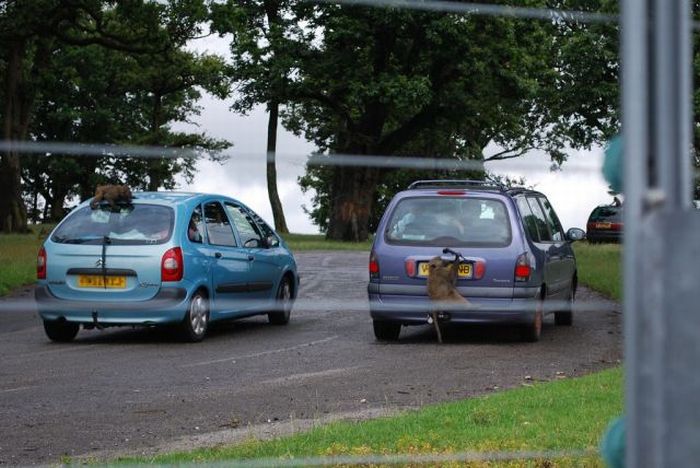 Acid picdump (96 pics)