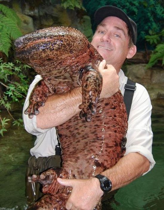 Acid picdump (96 pics)