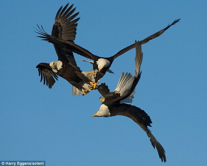 Three eagles struggling for food (3 pics)
