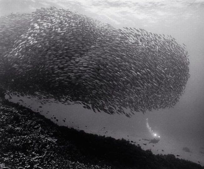 Black And White Underwater Photography By Wayne Levin (36 pics)