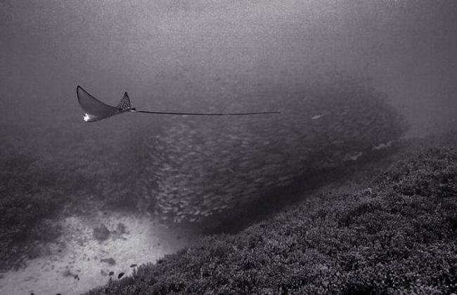 Black And White Underwater Photography By Wayne Levin (36 pics)