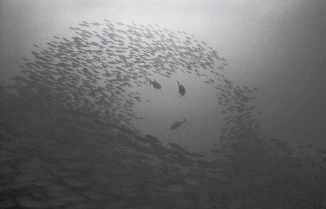 Black And White Underwater Photography By Wayne Levin (36 Pics)