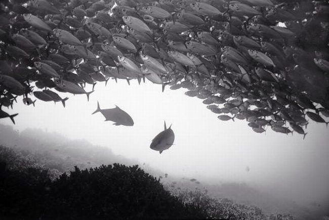 Black And White Underwater Photography By Wayne Levin (36 pics)