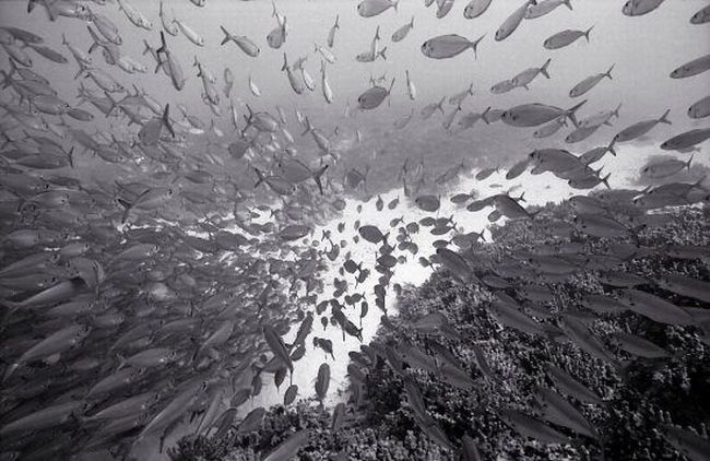 Black And White Underwater Photography By Wayne Levin (36 pics)