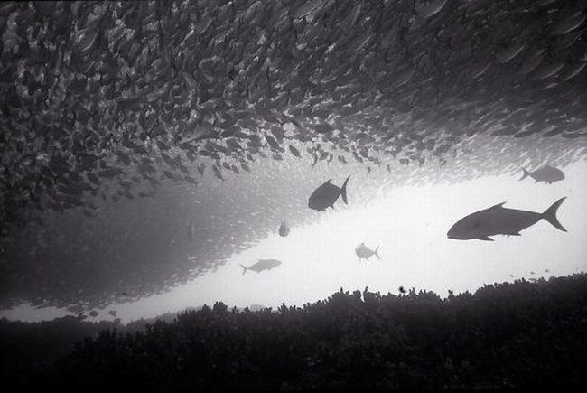 Black And White Underwater Photography By Wayne Levin (36 pics)