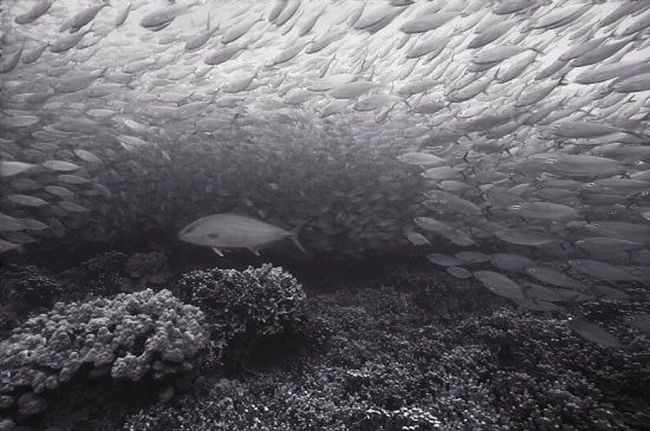 Black And White Underwater Photography By Wayne Levin (36 pics)