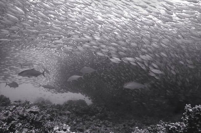 Black And White Underwater Photography By Wayne Levin (36 pics)