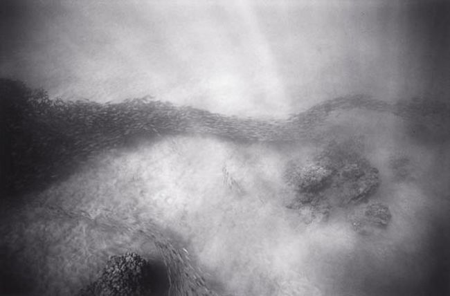 Black And White Underwater Photography By Wayne Levin (36 pics)